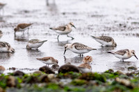 Sanderlings & westerns