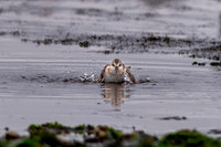rubber-duckie-wannabe Western sandpiper