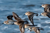 Sanderlings