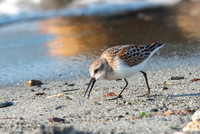 Western sandpiper