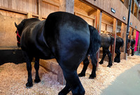 wagon draft horses