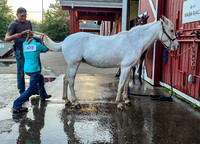 4H horse girl