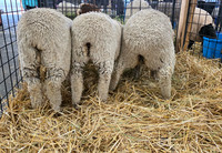 Puyallup Fair 2025