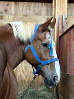 beloved 4H horse