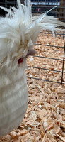 cluckie Tina Turner
