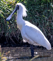 Royal spoonbill