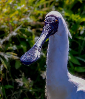 Royal spoonbill