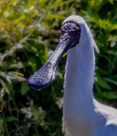 Royal spoonbill