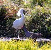 Royal spoonbill