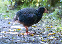 Takahe