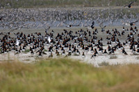 Pied oystercatcher