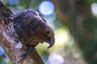 Kaka