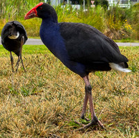 Pukeko