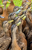hungry ducks