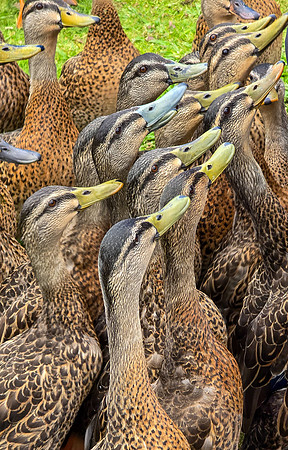 hungry ducks
