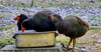 Takahe