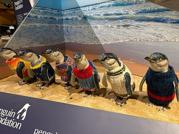 Little Blue penguin