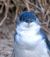 Little Blue penguin