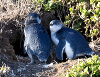 Little Blue penguin