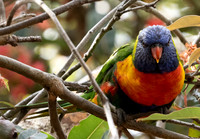 Rainbow Lorikeet