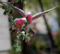 Galah