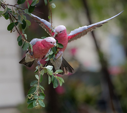 Galah