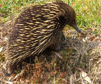 Short-nosed echnida