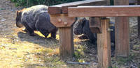 Wombat