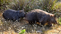 Wombat