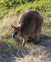 Swamp wallaby