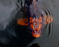 Koi