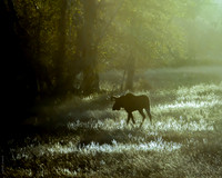 Pastoral moment