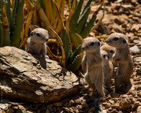Prairie pups