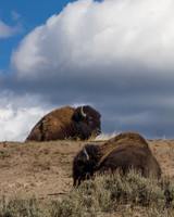 Bison chill'axing