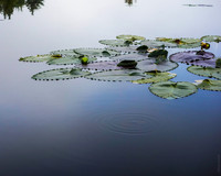 Giverny AK