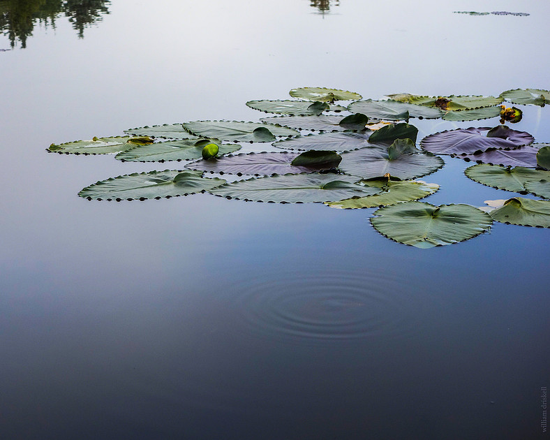 Giverny AK