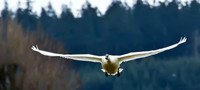 Trumpeter swan
