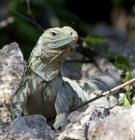 Cayman iguana