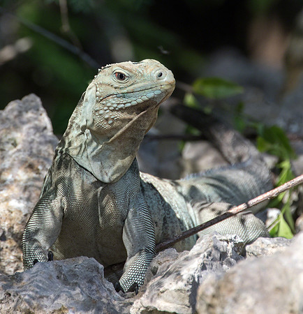 Cayman iguana