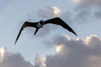 Frigate bird