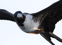 Frigate bird II