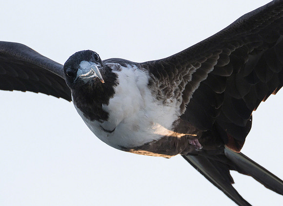 Frigate bird II
