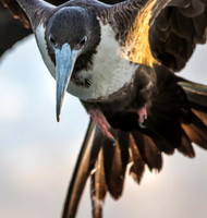 Frigate bird III