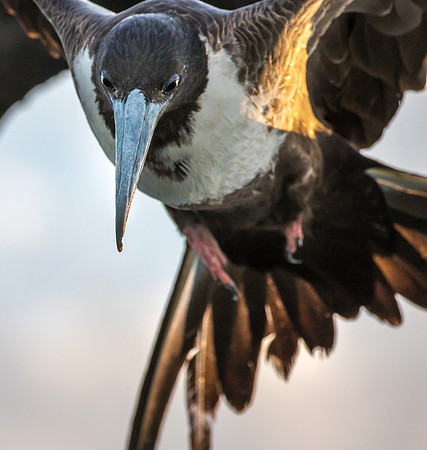Frigate bird III