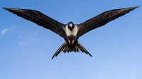 Frigate bird IV