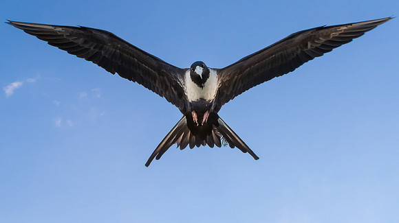 Frigate bird IV