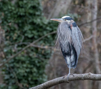 Great blue heron