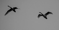 Trumpeter swans
