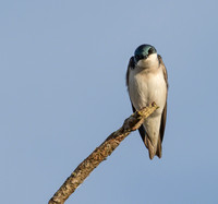 Tree swallow