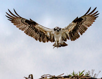 Osprey